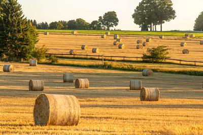 Temperaturen von weit ?ber 30 Grad erwartet ? Nach niederschlagsreichem Juli, Sonne satt derzeit bundesweit ? Landwirte k?nnen ihre Ernte einfahren-stock-foto