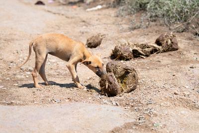 Obdachloser hungriger Stra?enhund, der Elefantenschei?e in Indien frisst, verlassen und ungl?cklich, streunendes Haustier, indische Pariahunde-stock-foto