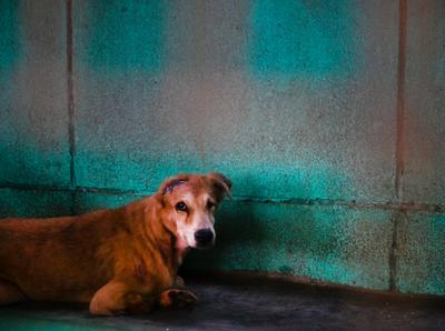 Stray Dogs At Rescue And Shelter Center After SC Order-stock-foto