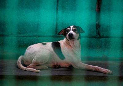 Stray Dogs At Rescue And Shelter Center After SC Order-stock-foto