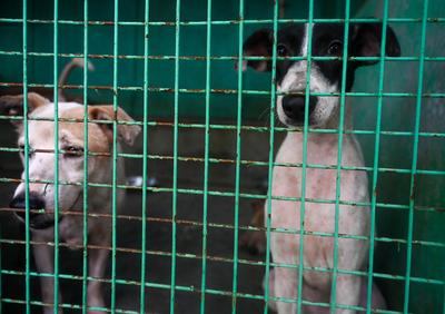 Stray Dogs At Rescue And Shelter Center After SC Order-stock-foto