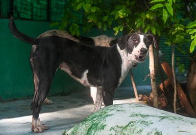 Stray Dogs At Rescue And Shelter Center After SC Order-stock-foto