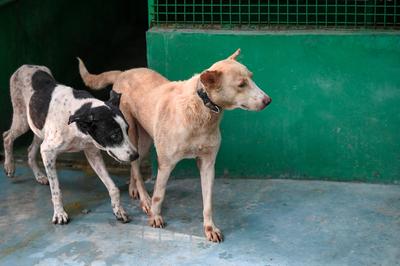 Stray Dogs At Rescue And Shelter Center After SC Order-stock-foto