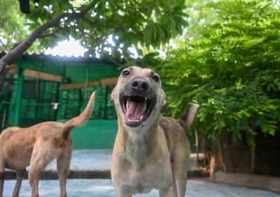 Stray Dogs At Rescue And Shelter Center After SC Order-stock-foto