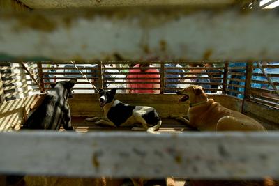 NOIDA, INDIA - OCTOBER 18: Stray dogs caught in Noida Authority van at Lotus Boulevard Society in Sector 100 on October-stock-foto