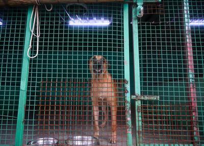 Stray Dogs At Rescue And Shelter Center After SC Order-stock-foto