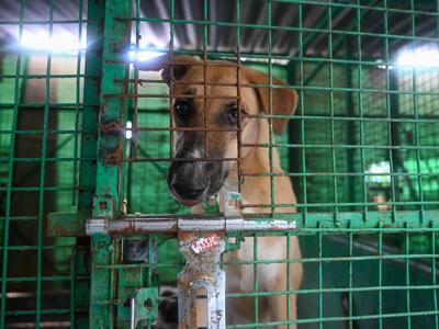 Stray Dogs At Rescue And Shelter Center After SC Order-stock-foto