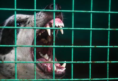 Stray Dogs At Rescue And Shelter Center After SC Order-stock-foto