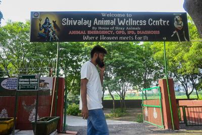 Stray Dogs At Rescue And Shelter Center After SC Order-stock-foto