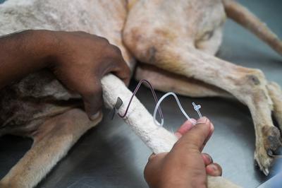 Stray Dogs At Rescue And Shelter Center After SC Order-stock-foto