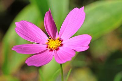 Zierblumen im Sommer Das Schmuckk?rbchen, auch Fiederbl?ttrige Schmuckblume oder Kosmee genannt, zur Bl?tezeit im Sommer-stock-foto