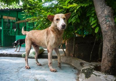Stray Dogs At Rescue And Shelter Center After SC Order-stock-foto