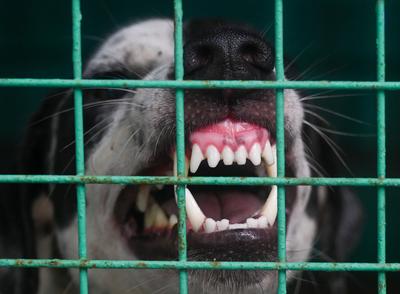 Stray Dogs At Rescue And Shelter Center After SC Order-stock-foto