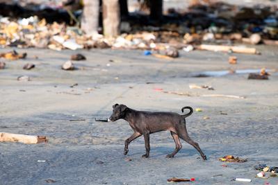 Obdachlose Stra?enhunde am Strand von Kochi, Indien, verlassen und ungl?cklich, streunendes Haustier, indischer Pariahund, M?ll-stock-foto