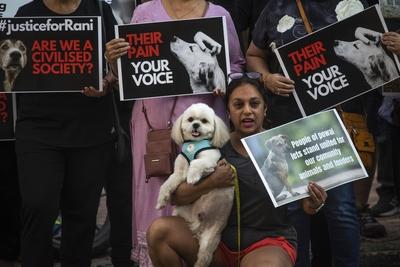 MUMBAI, INDIA   NOVEMBER 6: Animal lovers display placards during the silent gathering to request the Nagpur bench of th-stock-foto