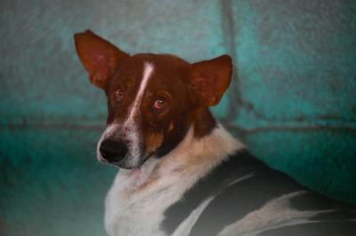 Stray Dogs At Rescue And Shelter Center After SC Order-stock-foto