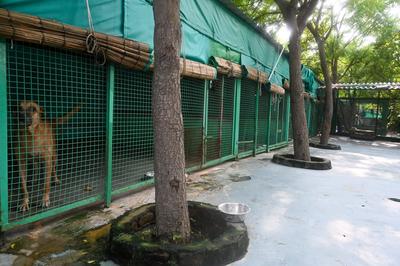 Stray Dogs At Rescue And Shelter Center After SC Order-stock-foto