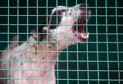 Stray Dogs At Rescue And Shelter Center After SC Order-stock-foto