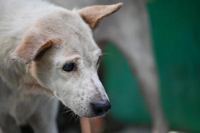 Stray Dogs At Rescue And Shelter Center After SC Order-stock-foto