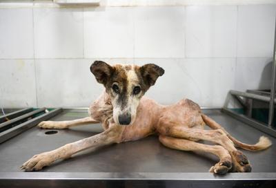 Stray Dogs At Rescue And Shelter Center After SC Order-stock-foto