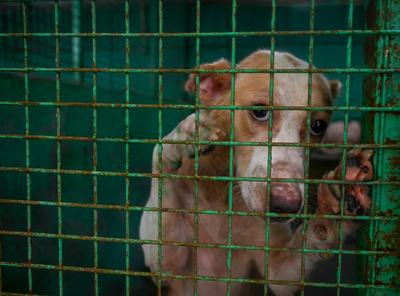 Stray Dogs At Rescue And Shelter Center After SC Order-stock-foto