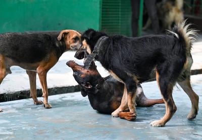Stray Dogs At Rescue And Shelter Center After SC Order-stock-foto