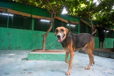 Stray Dogs At Rescue And Shelter Center After SC Order-stock-foto