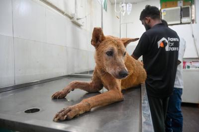 Stray Dogs At Rescue And Shelter Center After SC Order-stock-foto