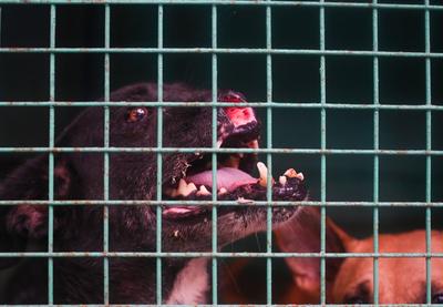 Stray Dogs At Rescue And Shelter Center After SC Order-stock-foto