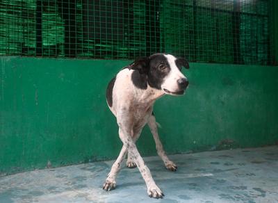 Stray Dogs At Rescue And Shelter Center After SC Order-stock-foto