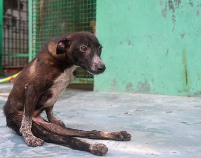 Stray Dogs At Rescue And Shelter Center After SC Order-stock-foto