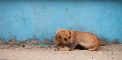 Obdachloser Stra?enhund auf der Stra?e von Goa, Indien, verlassen und ungl?cklich, streunendes Haustier, indische Pariahunde-stock-foto