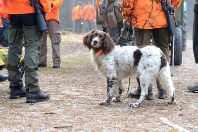 Herbstliche Dr?ckjagd auf Rotwild Herbstliche Dr?ckjagd auf Rotwild *** Autumn driven hunt for red deer Autumn driven hu-stock-foto
