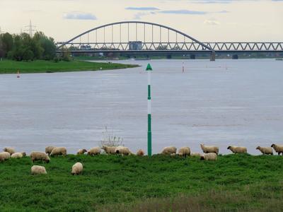 Schafe grasen gemuetlich am Ufer des Rheinstromes in Duesseldorf Duesseldorf Schafe am Rheinufer *** Sheep grazing comfo-stock-foto