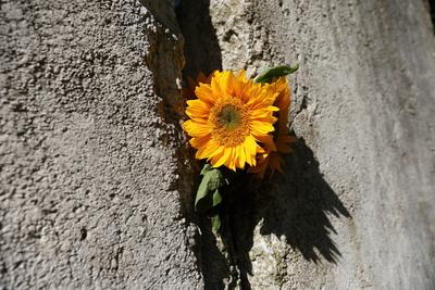 64 Jahre Mauerbau-stock-foto