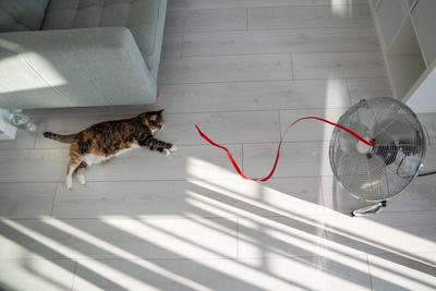 Sommerhitze und Haustier zu Hause. Hauskatze auf dem Boden liegend, entkommt der Hitze mit Hilfe eines Ventilators.-stock-foto