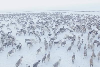Herd of reindeer top view. Herd of reindeer top view. Reindeer in the sima tundra in the snow. Copyright: xZoonar.com/Li-stock-foto