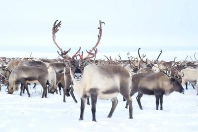 Reindeer in the sima tundra in snow. Reindeer in the sima tundra in the snow. Copyright: xZoonar.com/LiudmilaxYagovitina-stock-foto