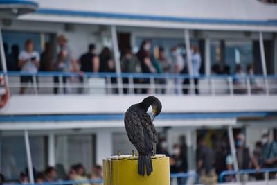Bodensee, Kormoran sitzt auf einem Pfahl vor einem Schiff *** Lake Constance, cormorant sitting on a pole in front of a-stock-foto