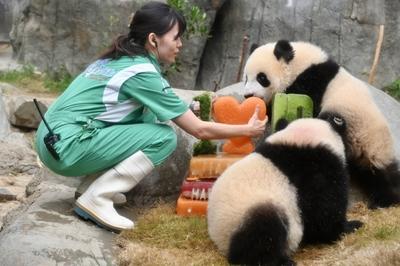 HONG KONG, CHINA - AUGUST 15: Giant panda twins Jia Jia and De De enjoy a birthday cake on their first birthday at the O-stock-foto