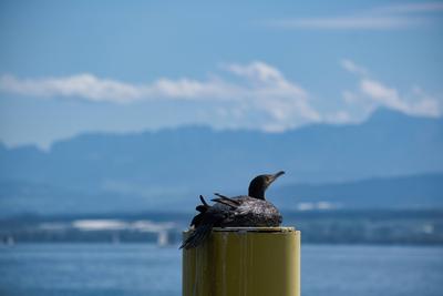Bodensee, ein Kormoran ruht auf einem Pfahl vor den Schweizer Alpen *** Lake Constance, a cormorant rests on a pole in f-stock-foto