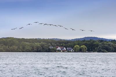 Kormorane fliegen ?ber den Bodensee. // 05.07.2021: DEU, Deutschland, Baden-W?rttemberg, Friedrichshafen. *** Cormorants-stock-foto
