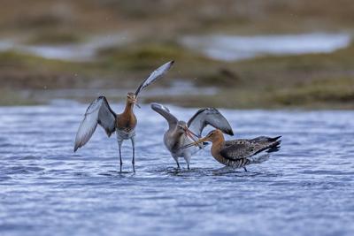 Zwei maennliche Uferschnepfen kaempfen um die Gunst eines Weibchens / Limosa limosa Zwei maennliche Uferschnepfen kaempf-stock-foto