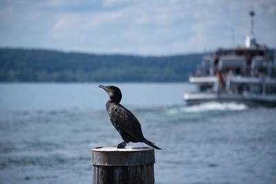 Bodensee, ein Kormoran sitzt auf einem Pfahl, mit Schiff *** Lake Constance, a cormorant sits on a pole, with ship-stock-foto