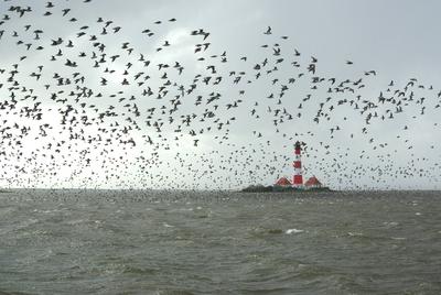 flut,leuchtturm,nordfriesland *** high tide,lighthouse,northern friesland j0a-71-stock-foto