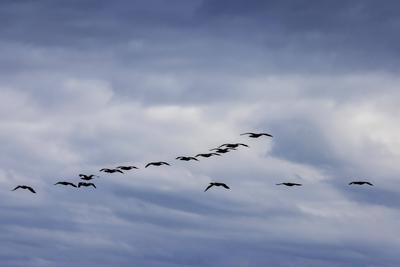Kormorane fliegen ?ber den Bodensee. // 05.07.2021: DEU, Deutschland, Baden-W?rttemberg, Friedrichshafen. *** Cormorants-stock-foto