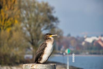 Junger Kormoran mit weisser Brust sitzt auf einem Pfahl *** Young cormorant with white breast sitting on a pole-stock-foto