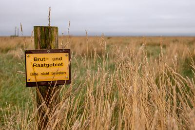 Weg zur Hamburger Hallig Salzwiesen-stock-foto
