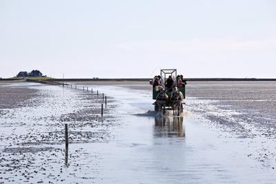 Pferd (Equus przewalskii f. caballus), Pferdekutsche mit Touristen faehrt im Wattenmeer, Deutschland, Schleswig-Holstein-stock-foto