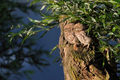 Geschwister... Steink?uze * Athene noctua *, Jungv?gel, ?stlinge auf Entdeckungsreise im fr?hen  Morgenlicht, sitzen zu zweit, nebeneinander auf einer alten Kopfweide, heimische Natur ***-stock-foto
